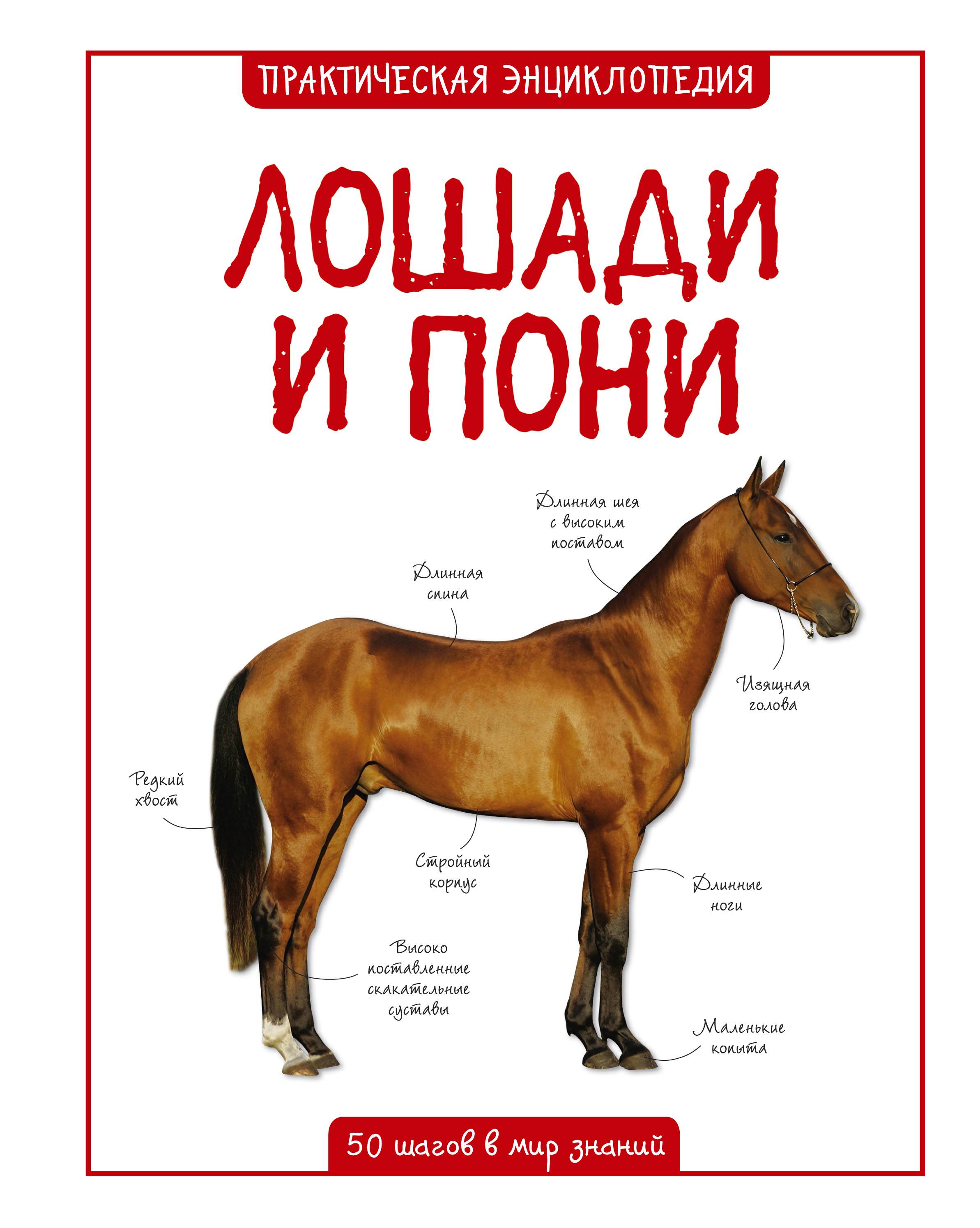 Лошади и пони