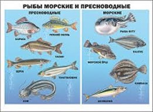 ПЛАКАТ. РЫБЫ МОРСКИЕ И ПРЕСНОВОДНЫЕ