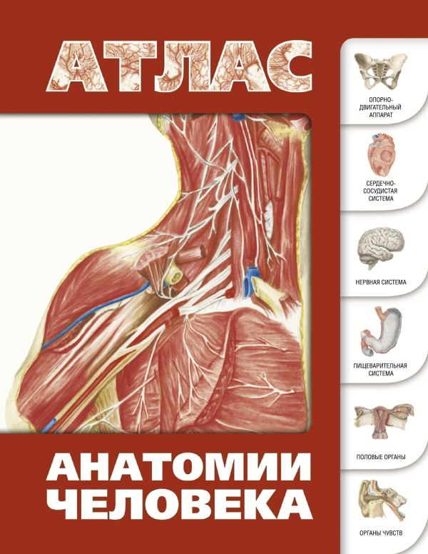 Атлас анатомии человека